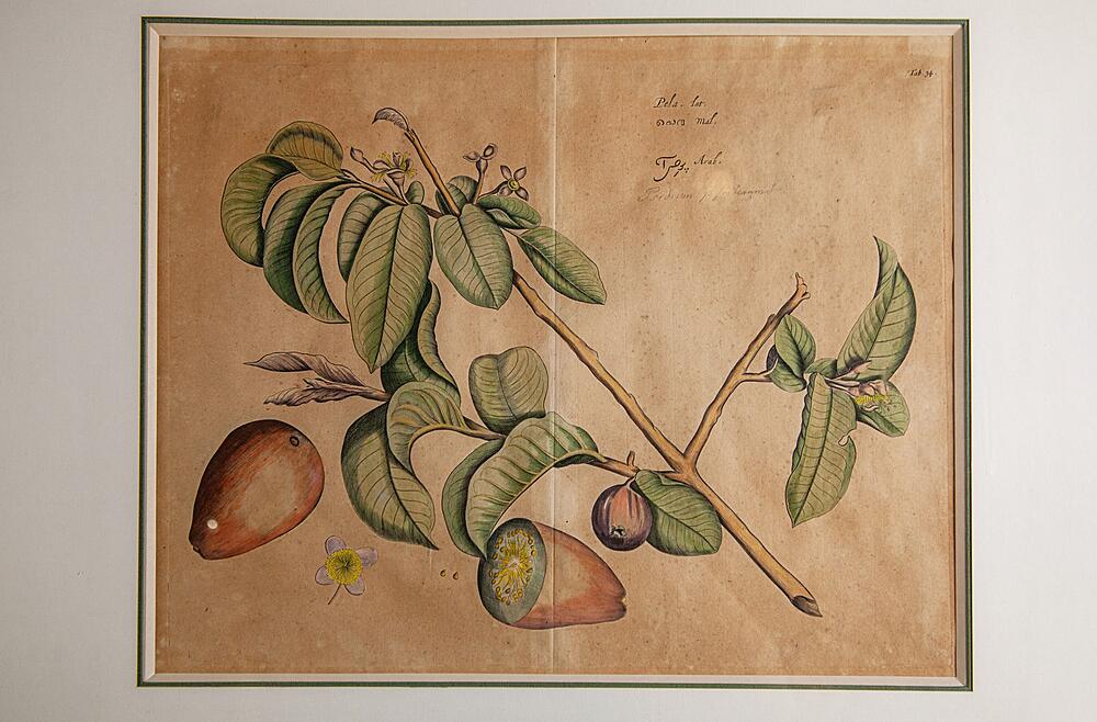 Парные гравюры «Botanic», ботанический атлас